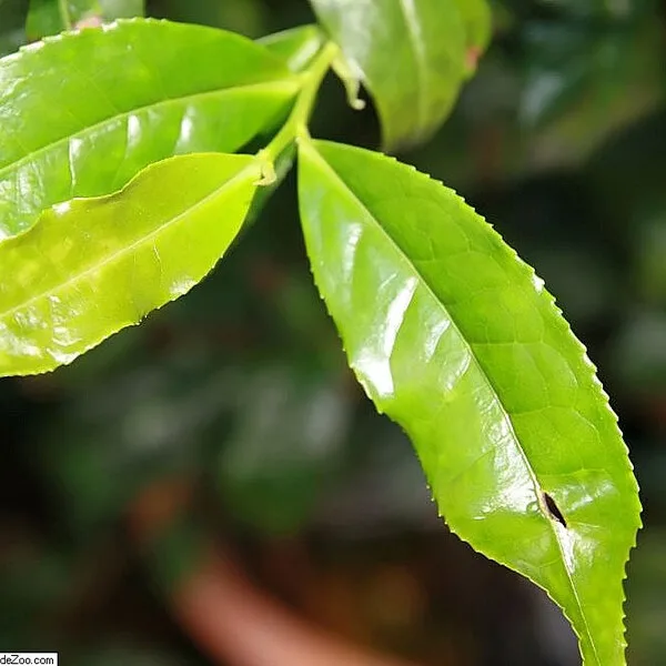 Planta del té verde (Camellia sinensis), fuente natural de L-Teanina