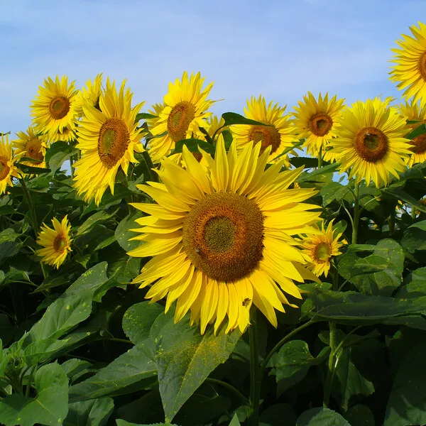 Girasol (Helianthus annuus), asociado a la exposición solar y la vitamina D